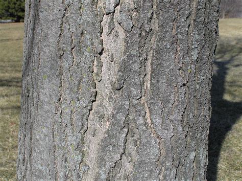 Image result for Red Maple Tree Bark Problems
