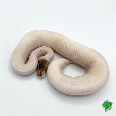 Image result for Pied Python