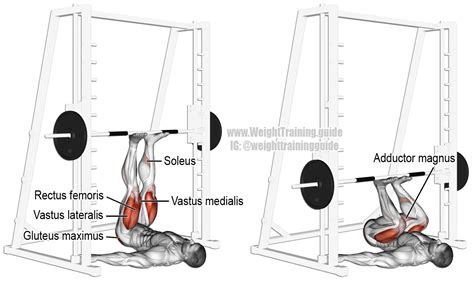 Image result for Leg Press Muscles Used Diagram