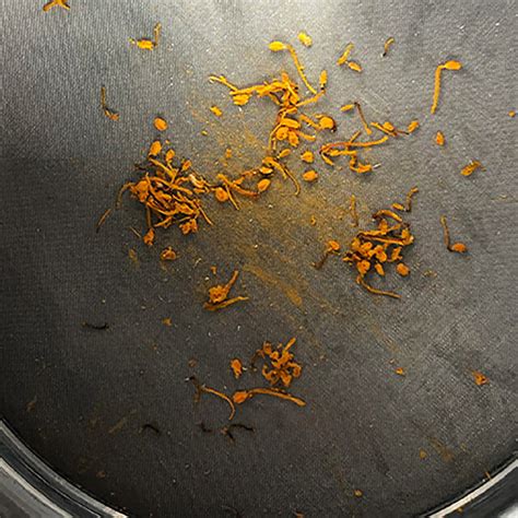 Image result for Scan Sampling Method in Pollinators