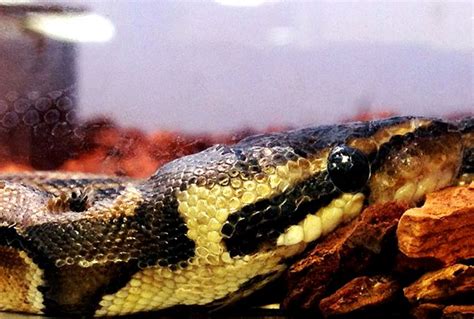 Image result for Bold Python Snake Face