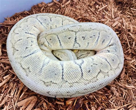 Image result for True Ghost Ball Python