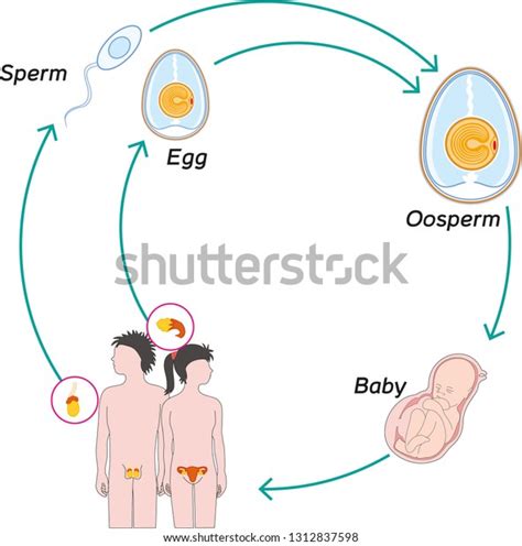 Image result for Humans Reproduction Toon