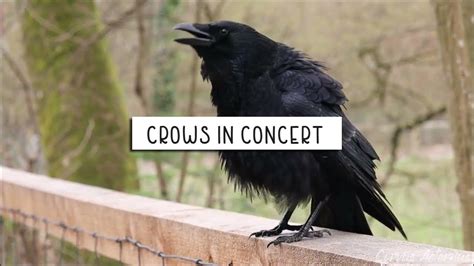 Crow Sounds Different に対する画像結果