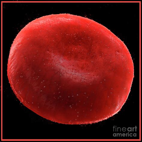 Image result for Red Blood Cell Single