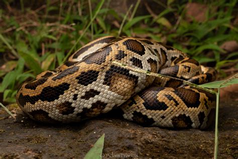 Image result for Burmese Python Genus