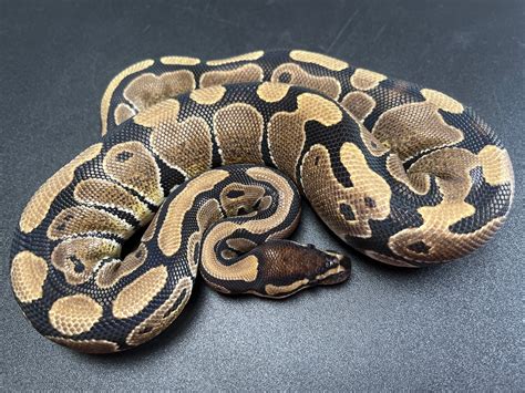 Image result for Normal Ball Python Eye