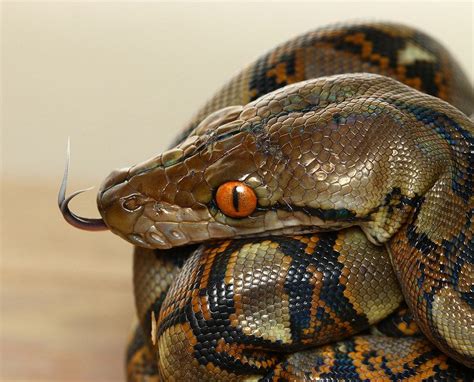 Image result for Red Headed Python