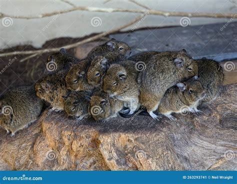 Rhodent Family に対する画像結果