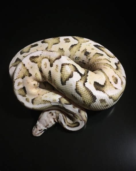 Vanilla Axanthic Ball Python に対する画像結果