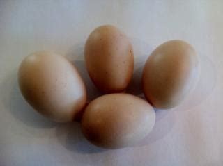 Image result for Mottled Java Egg Color
