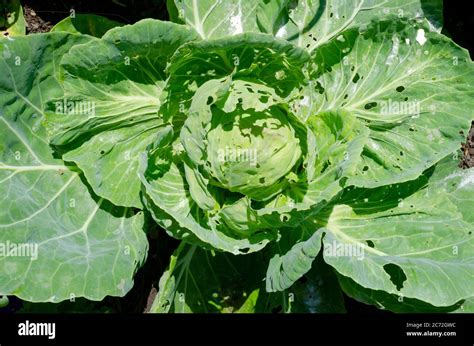 Image result for Cabbage Insect Damage Scale