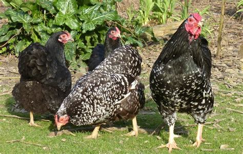 Mollten Java Chicken に対する画像結果