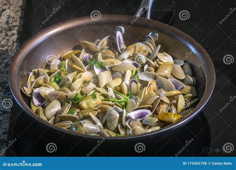 Image result for Donax Bivalve