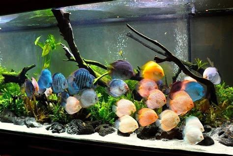 Image result for Discus Fish Care