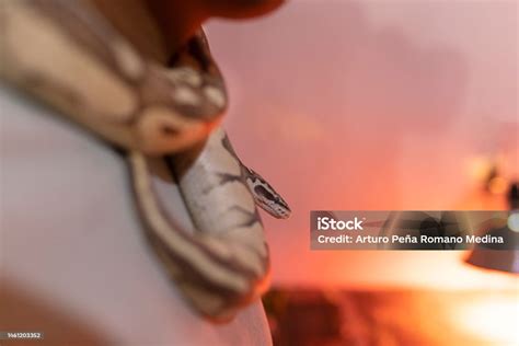 Image result for Python Snake in Neck