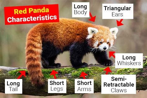 Toradh íomhá ar Red Panda Information