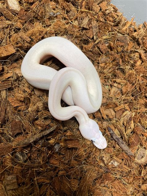 Carball Python に対する画像結果