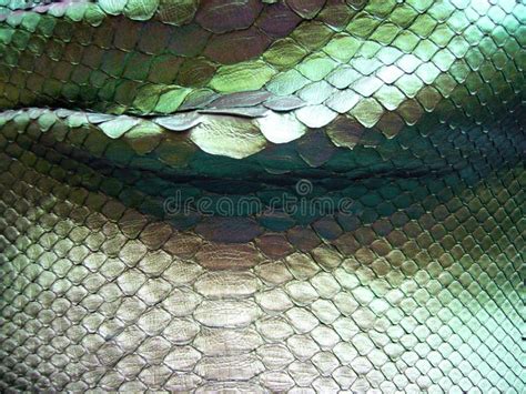 Image result for Green Python Skin