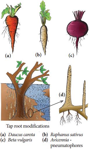 Toradh íomhá ar Top Root System