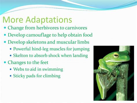 Image result for Vertebrate Embryo Development