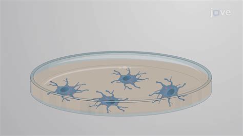 Afbeeldingsresultaten voor Surface Cell Theory