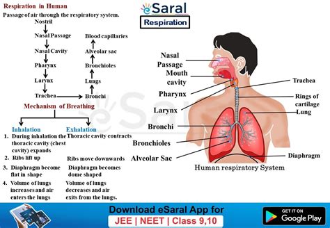 Afbeeldingsresultaten voor Life Process Concept Map Class 10