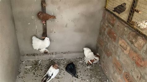 Afbeeldingsresultaten voor Cleaning the Pigeon Loft