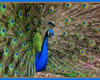 Image result for Peacock Stick Drawing