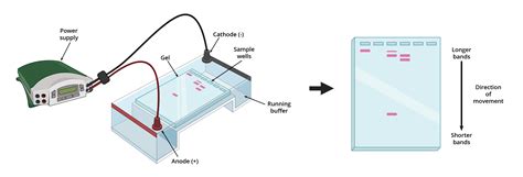 2D Gel Electrophoresis に対する画像結果
