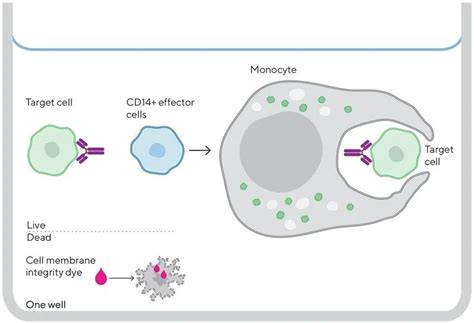 Toradh íomhá ar Advanced Flow Cytometry