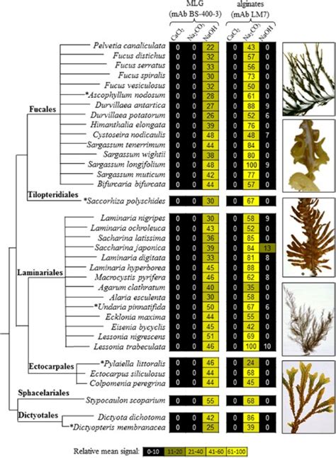 Toradh íomhá ar Brown Algae Labeled Diagram