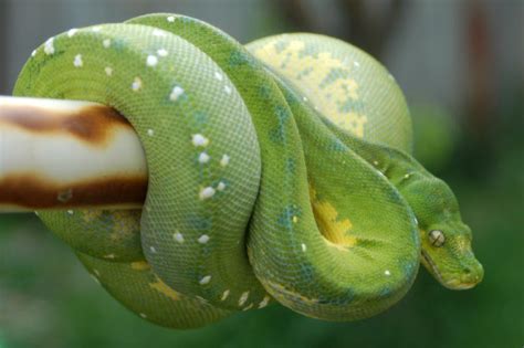 Image result for Facts About Green Tree Python