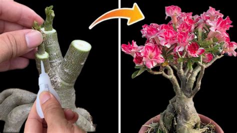 Plant-Based Glue How to Make に対する画像結果