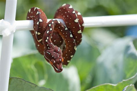 Image result for Green Tree Python Pink
