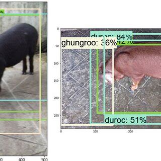 Overfitting Bounding Box에 대한 이미지 결과