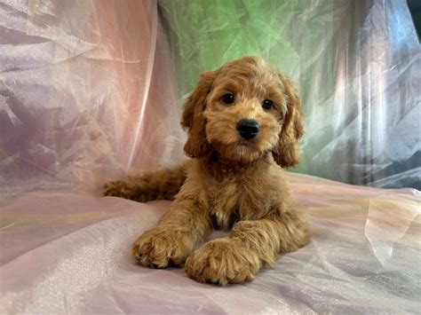 Image result for Cockapoo Puppy Breeders