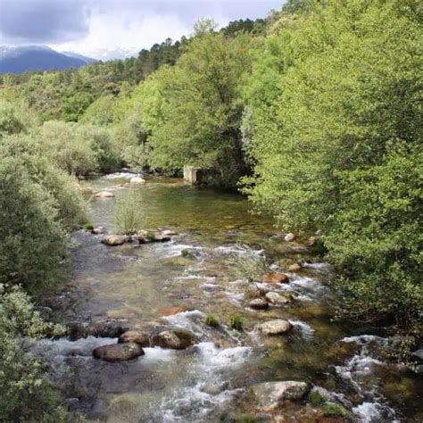 Image result for Stream Type