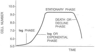 Image result for Generation Time Graph Micro Lag Log Phase