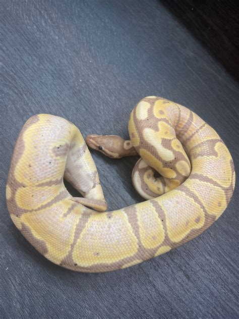 Toradh íomhá ar Royal Python Birmingham