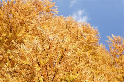 Image result for Fall Maple Tree Free Images