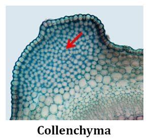 Image result for Collenchyma