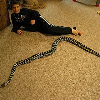 Image result for Jungle Carpet Python Range