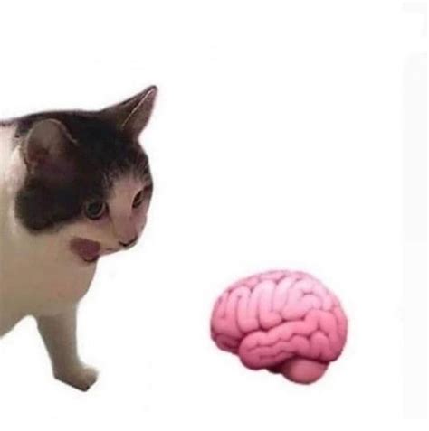 Image result for Cat Brain Processing Meme