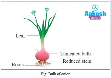 Vegetative Reproduction Sweet Potato ಗಾಗಿ ಇಮೇಜ್ ಫಲಿತಾಂಶ
