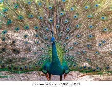 Image result for Peacock Stick Drawing