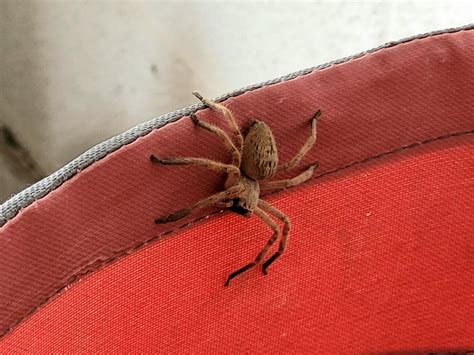 Image result for Huntsman Spider Arizona