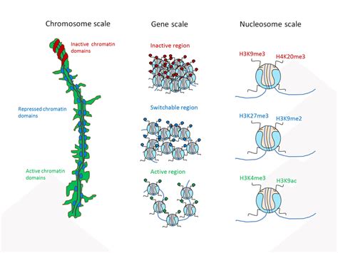 Image result for Histone Modification Chromatin Function