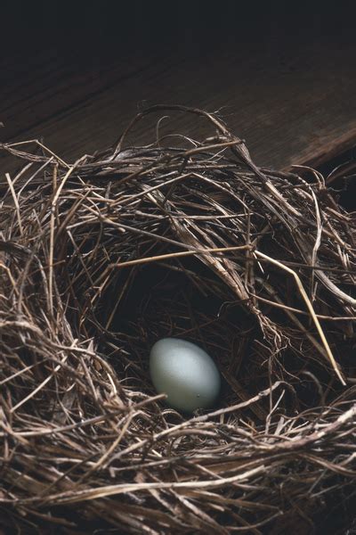 Image result for Python Egg in a Nest