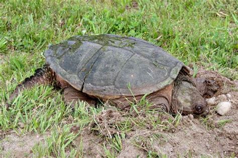Full Size Snapping Turtle に対する画像結果